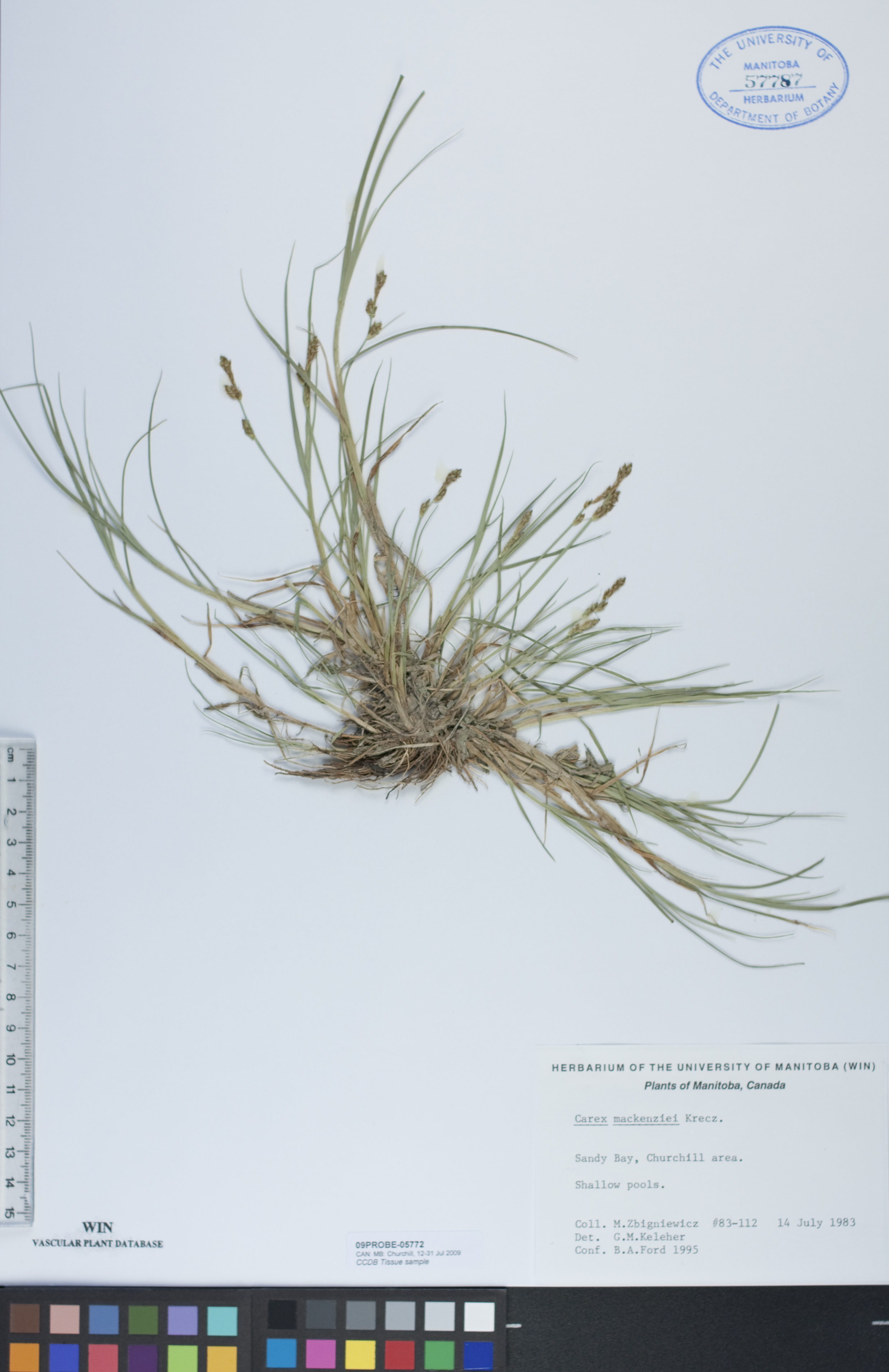 Carex mackenziei image